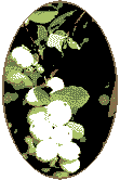 ANNIKA LINE TROST